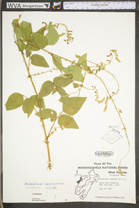 Desmodium canescens image