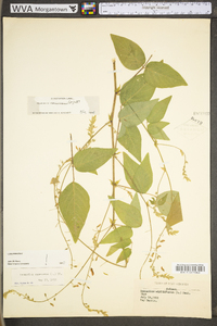 Desmodium canescens image