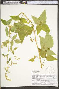 Desmodium canescens image