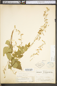 Desmodium canescens image