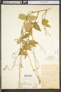 Desmodium canescens image