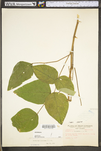 Desmodium canescens image