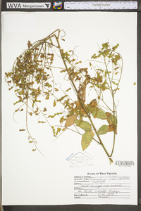 Desmodium ciliare image