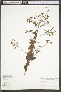 Desmodium ciliare image