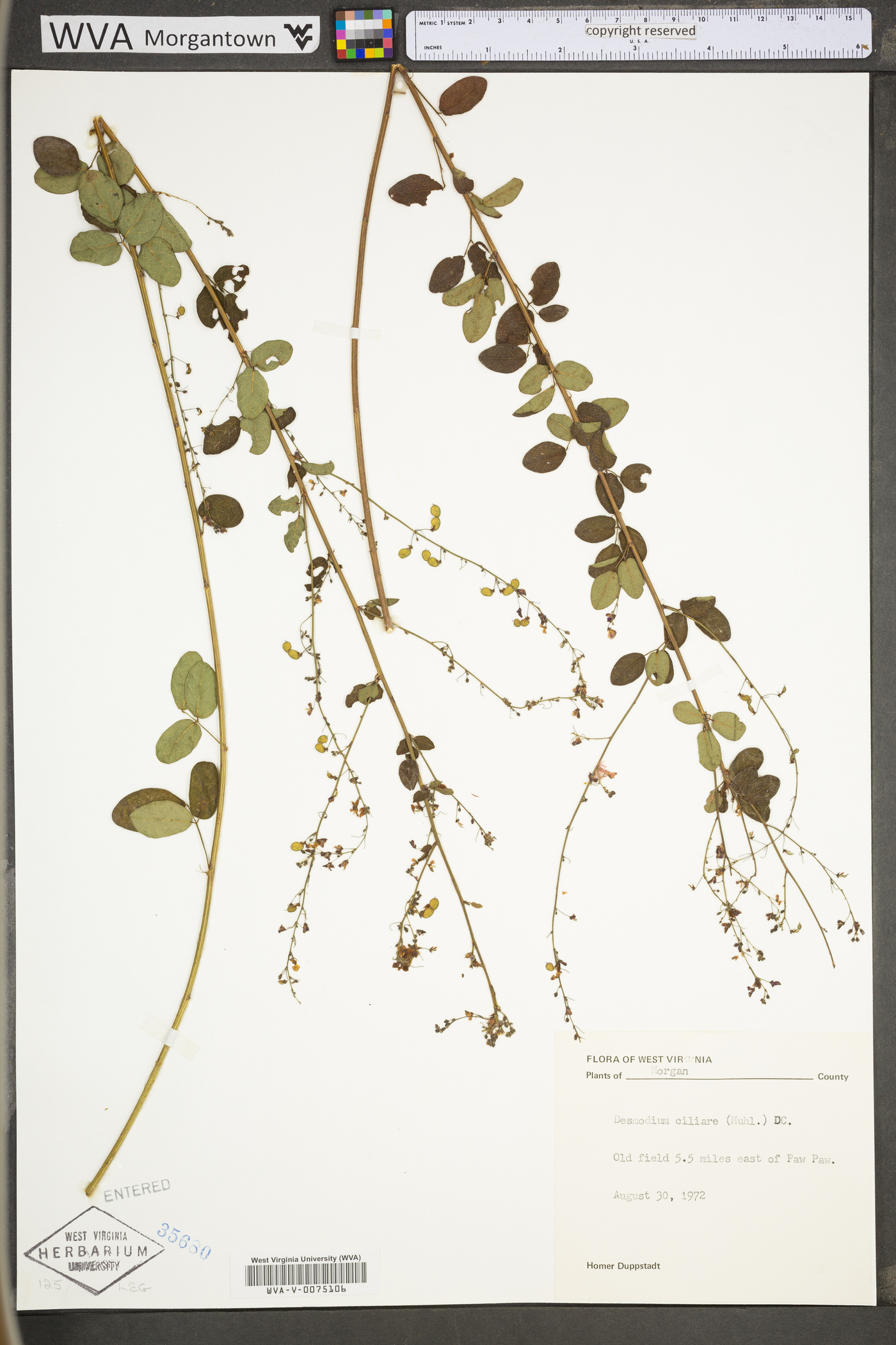 Desmodium ciliare var. ciliare image