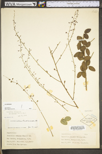 Desmodium ciliare image