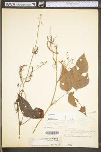 Desmodium cuspidatum image