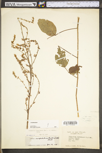 Desmodium cuspidatum image