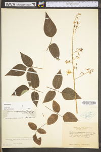 Desmodium cuspidatum image