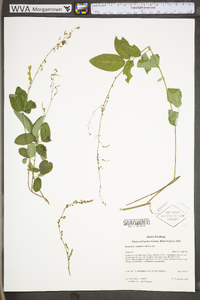 Desmodium glabellum image