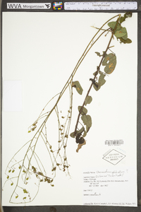 Desmodium glabellum image