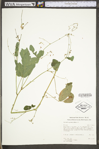 Desmodium glabellum image