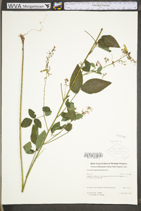 Desmodium glabellum image