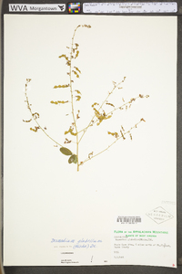 Desmodium glabellum image