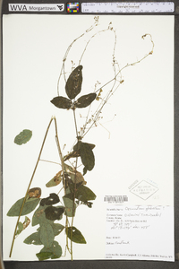 Desmodium glabellum image