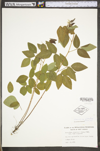 Desmodium glabellum image