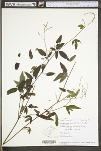 Desmodium laevigatum image