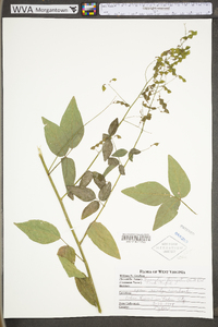 Desmodium laevigatum image