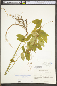 Desmodium laevigatum image