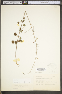 Desmodium lineatum image