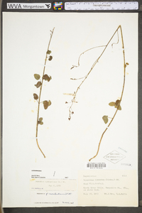 Desmodium marilandicum image