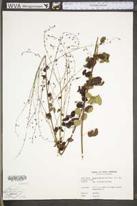 Desmodium marilandicum image