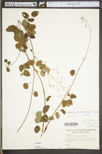 Desmodium marilandicum image