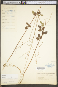 Desmodium marilandicum image