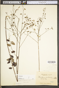 Desmodium marilandicum image