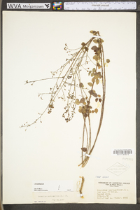 Desmodium marilandicum image