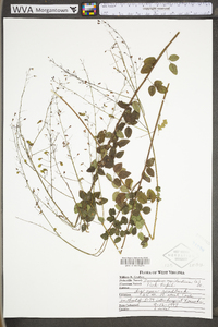 Desmodium marilandicum image