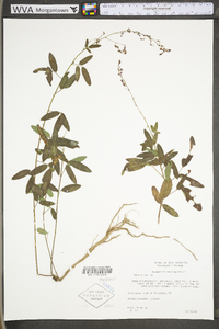 Desmodium marilandicum image