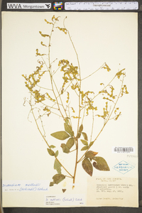 Desmodium nuttallii image