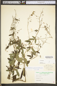 Desmodium paniculatum var. paniculatum image