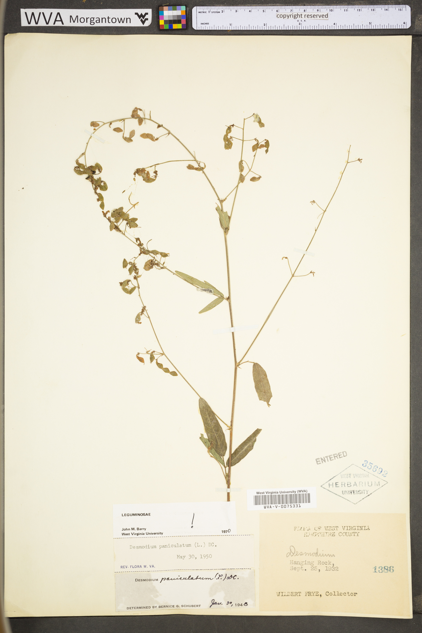 Desmodium paniculatum var. paniculatum image