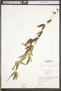 Desmodium paniculatum var. paniculatum image