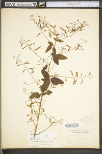 Desmodium paniculatum var. paniculatum image