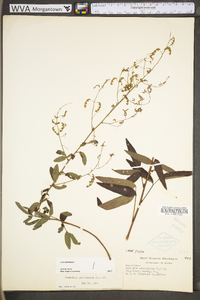 Desmodium paniculatum var. paniculatum image