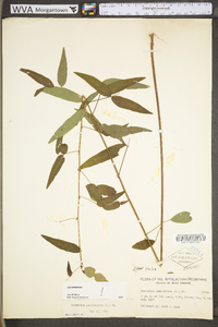 Desmodium paniculatum var. paniculatum image