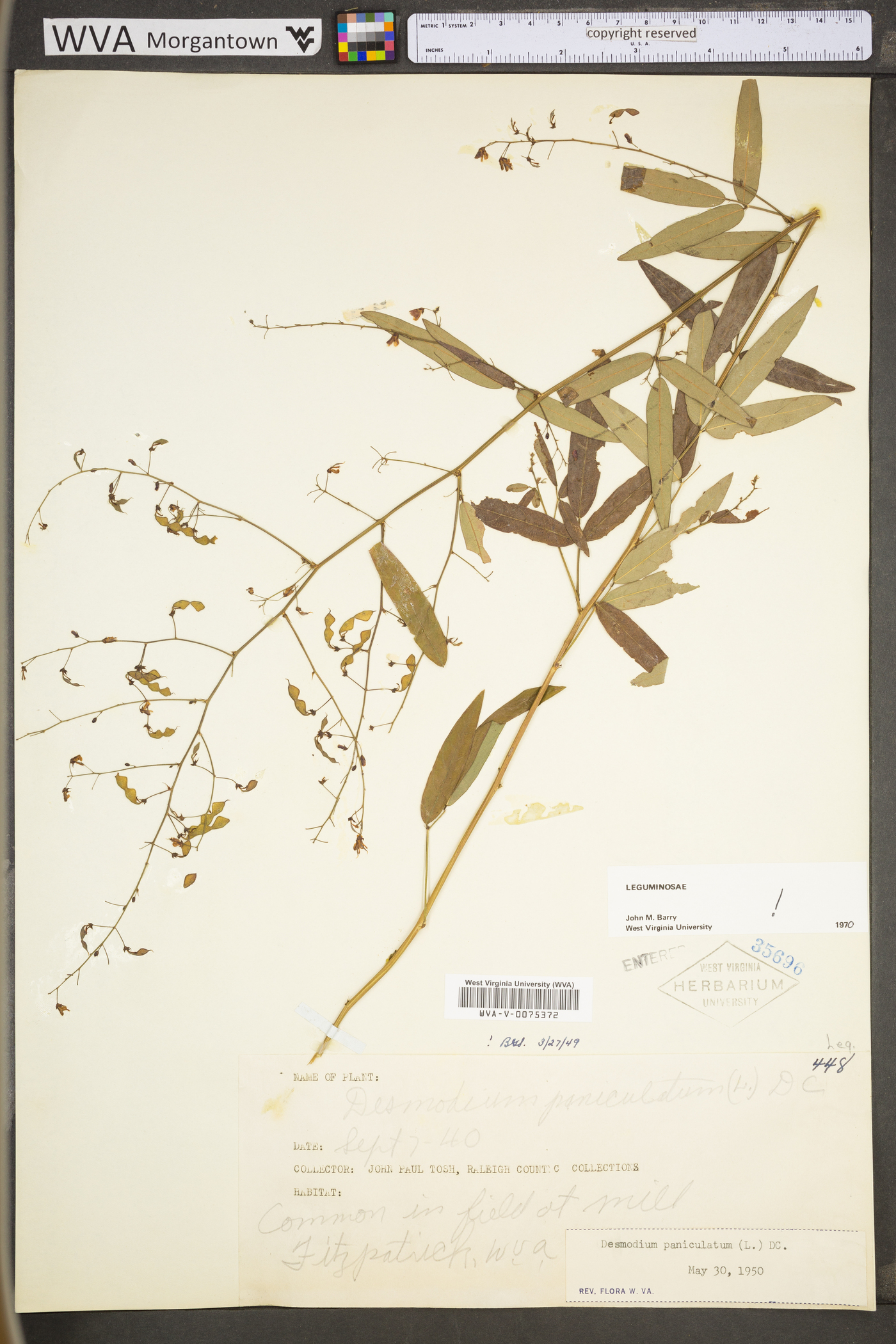 Desmodium paniculatum var. paniculatum image