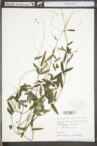 Desmodium paniculatum var. paniculatum image