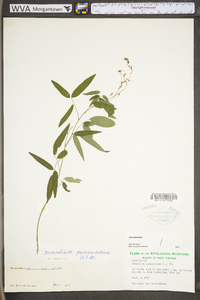 Desmodium paniculatum var. paniculatum image