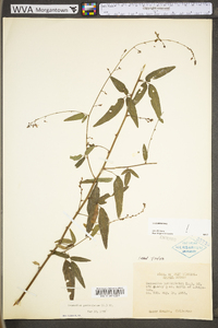 Desmodium paniculatum var. paniculatum image