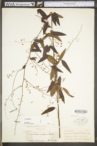 Desmodium paniculatum var. paniculatum image