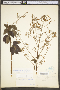 Desmodium perplexum image