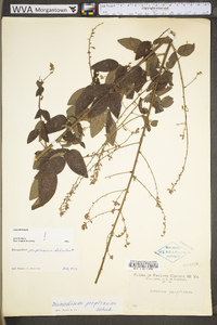 Desmodium perplexum image