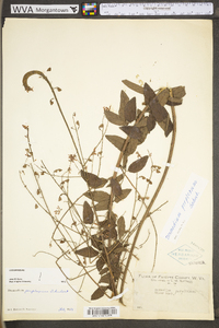 Desmodium perplexum image