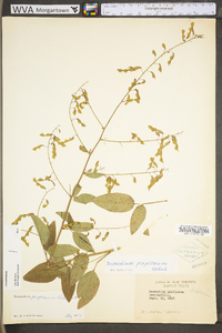 Desmodium perplexum image