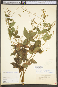 Desmodium perplexum image