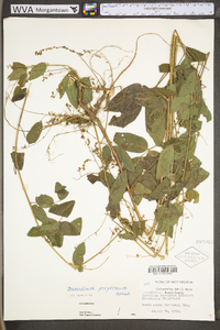 Desmodium perplexum image